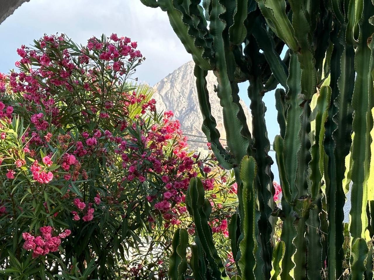 Almendros Con Piscina Privada