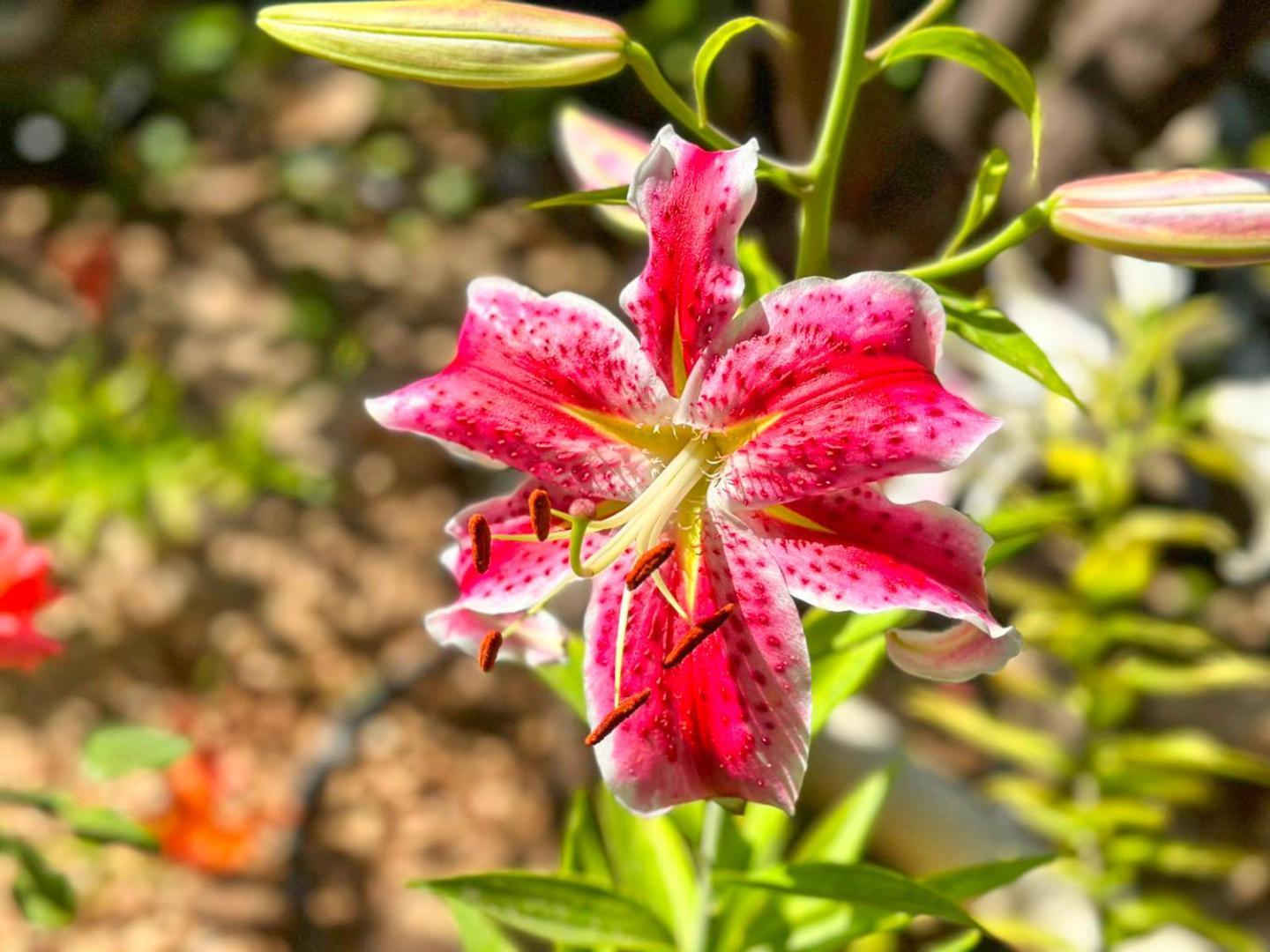 Almendros Con Piscina Privada Calpe